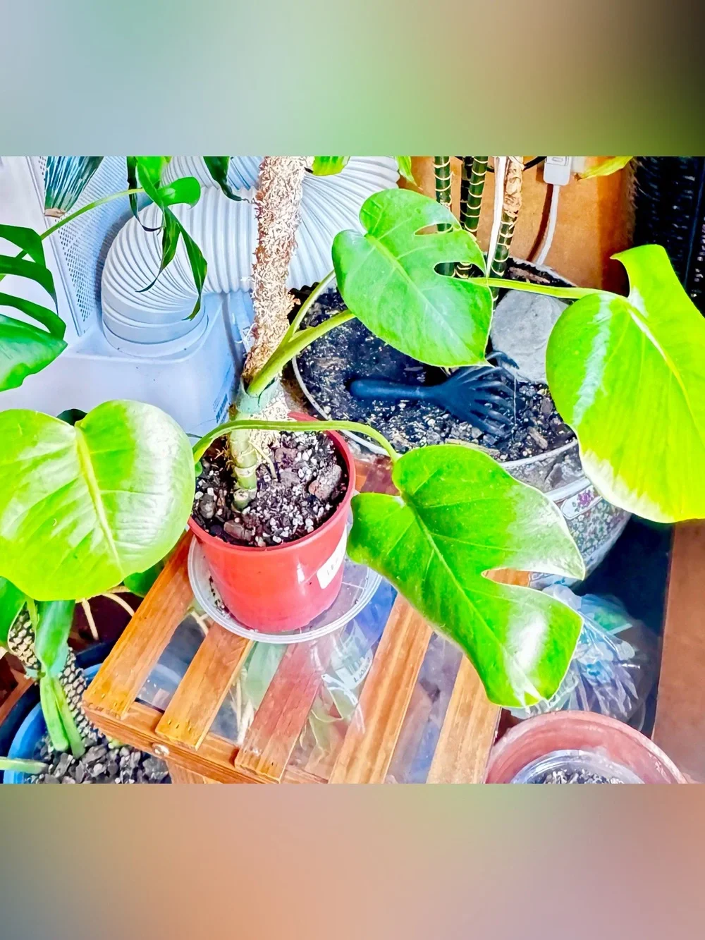 Live Green Monstera Deliciosa